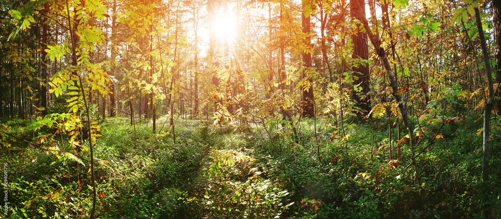 tree leaves in autumn in forest with beautiful sunlight