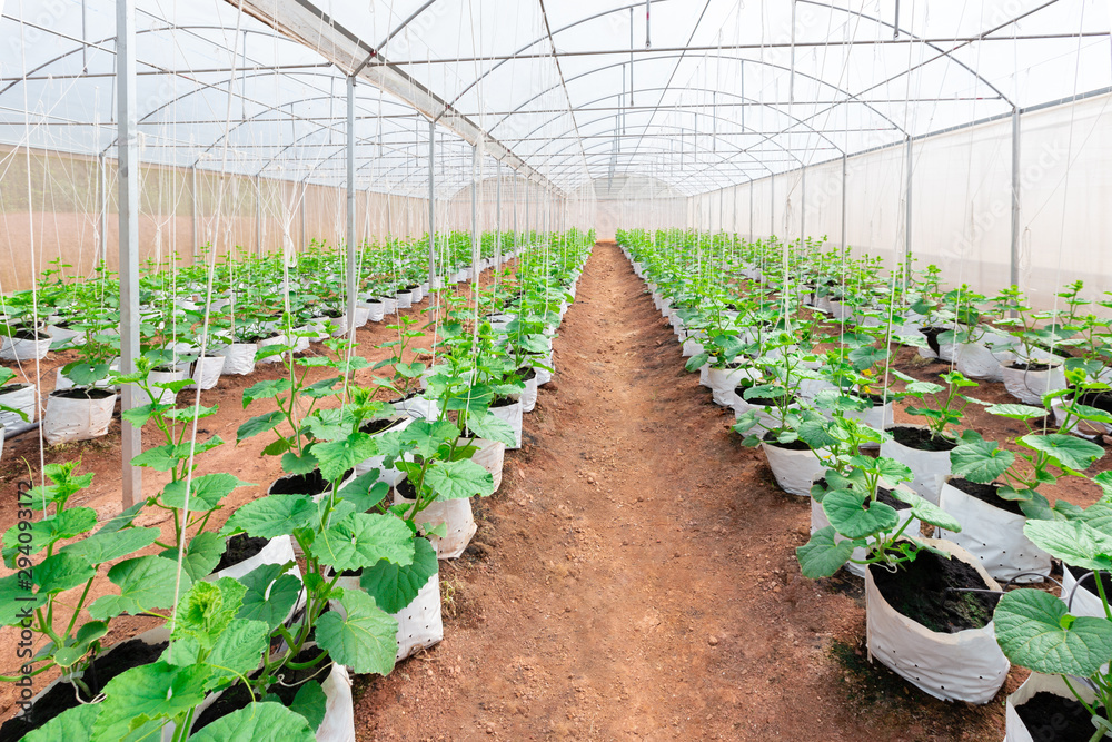 Cantaloupe melons young plant growing in greenhouse organic farm