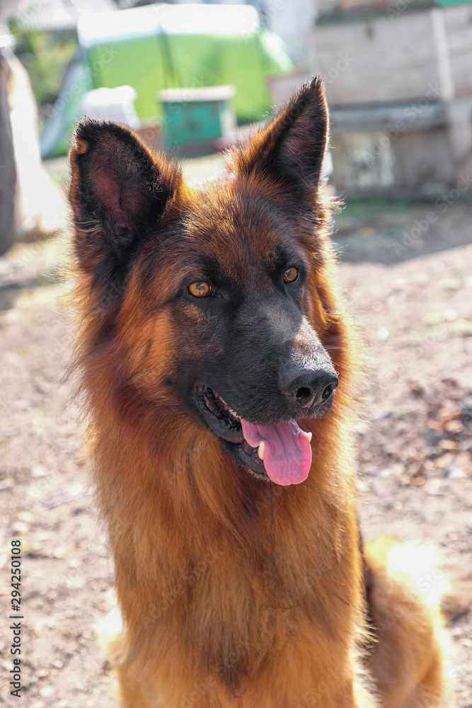 可爱的德国牧羊犬户外活动