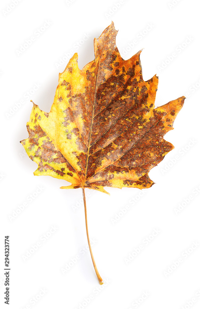 Beautiful autumn leaf on white background