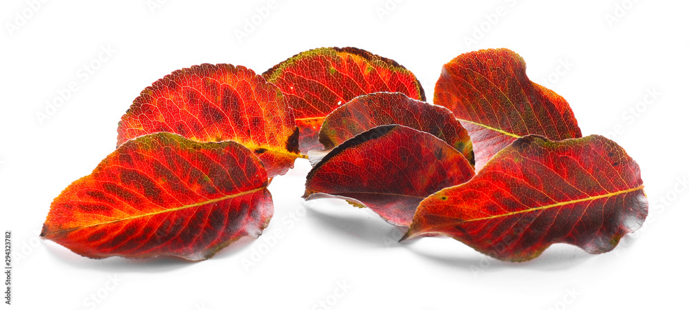 Beautiful autumn leaves on white background