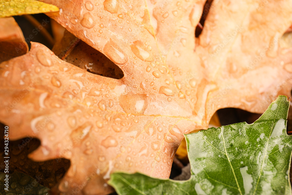 Wet autumn leaves outdoors, closeup