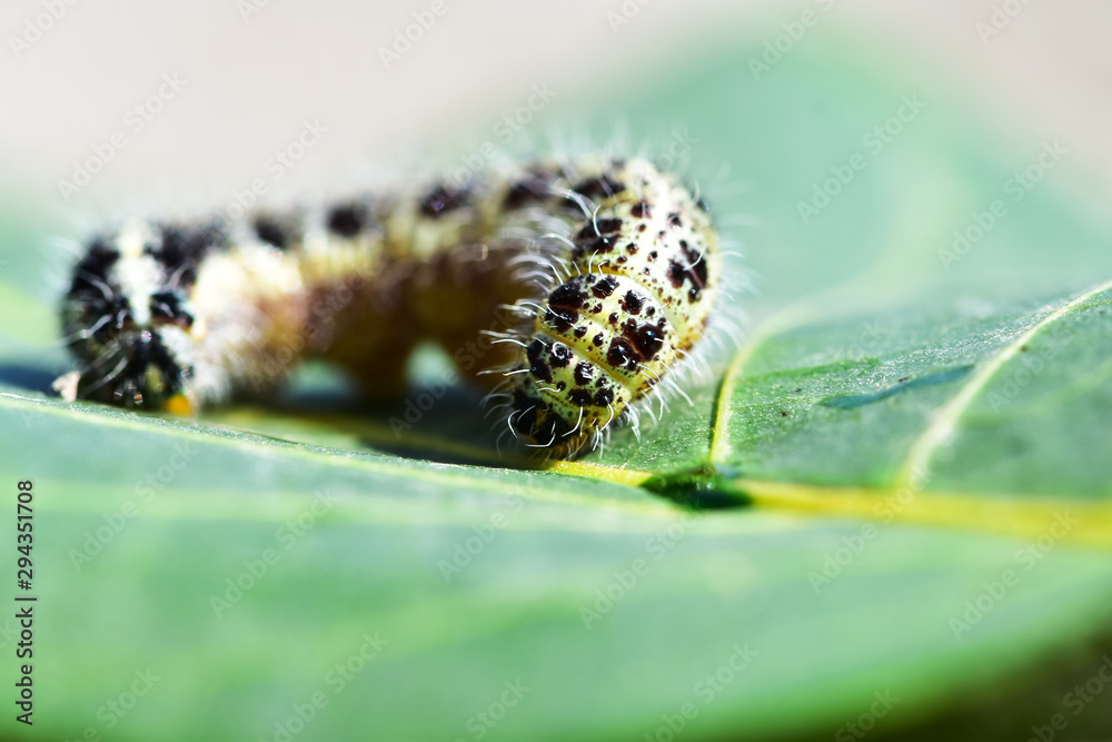 Cabbage butterfly caterpillar is seen as a pest for commercial agriculture.