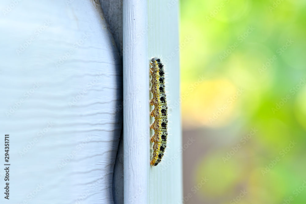 Cabbage butterfly caterpillar is seen as a pest for commercial agriculture.