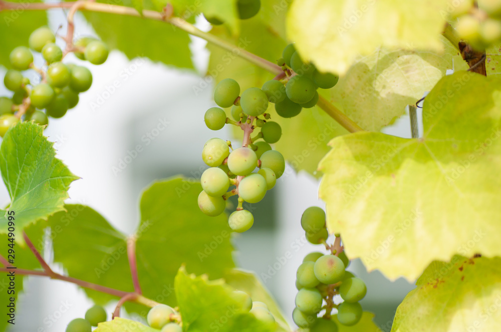 Fresh Green grapes on vine. Summer sun lights. Defocus picture