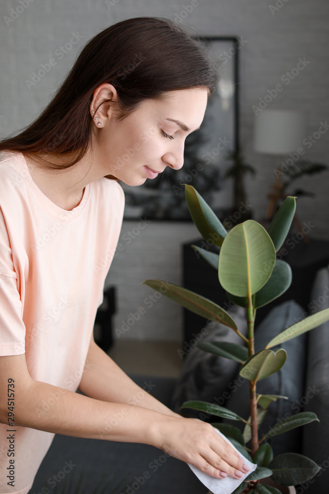 年轻女子在家清理室内植物叶子上的灰尘