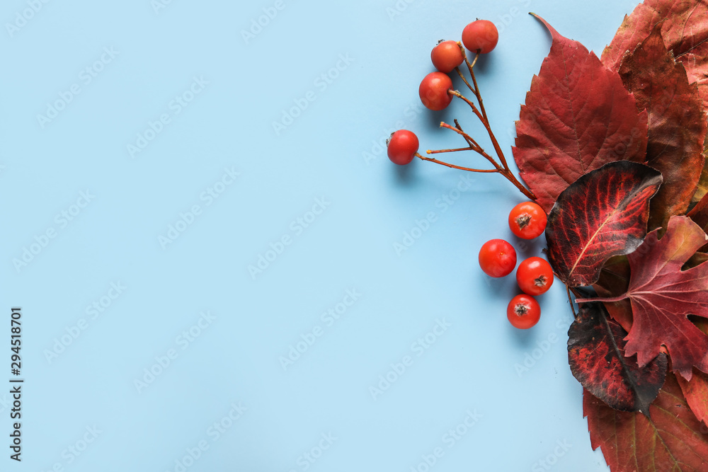 Beautiful autumn leaves on color background