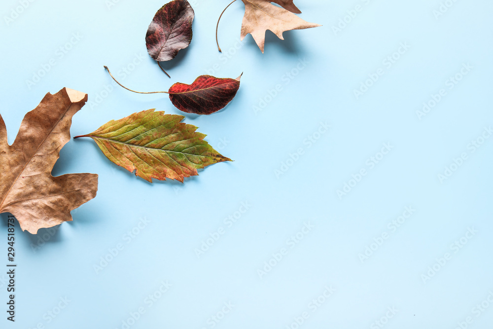 Beautiful autumn leaves on color background