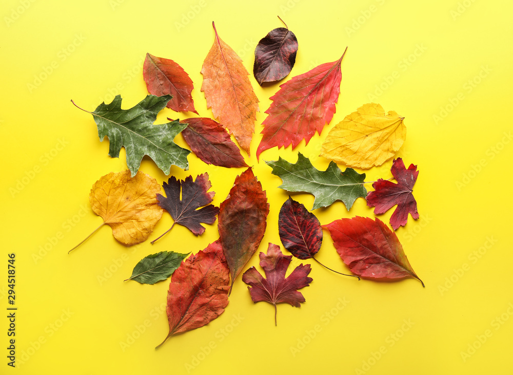 Beautiful autumn leaves on color background