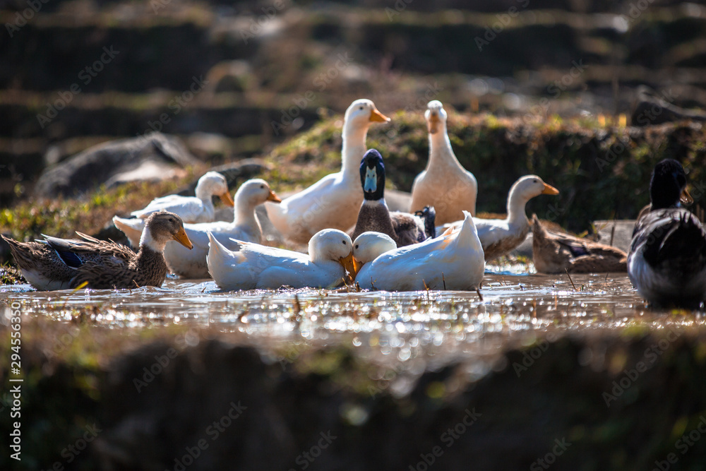 Wildlife view of duck and duckling swimming in rice terrace with shallow depth of field