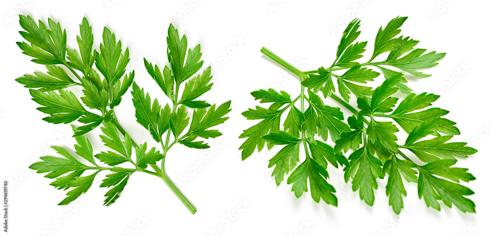 Fresh parsley isolated on white Clipping Path