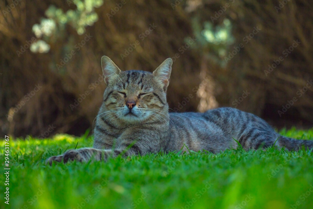 阳光明媚，可爱的猫咪在户外散步