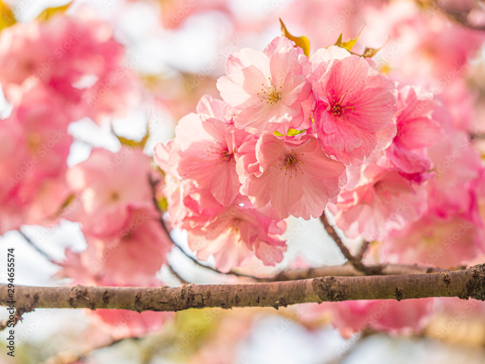 Closeup of beautiful pink sakura flower blooming with blurry background in cherry blossom season.