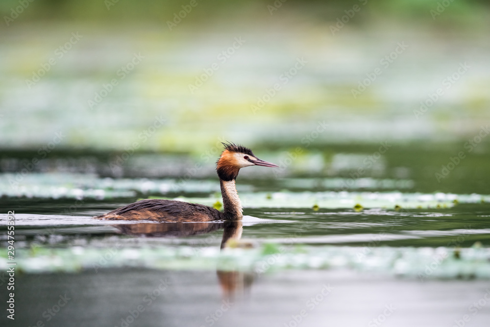 湖面上美丽的大冠grebe