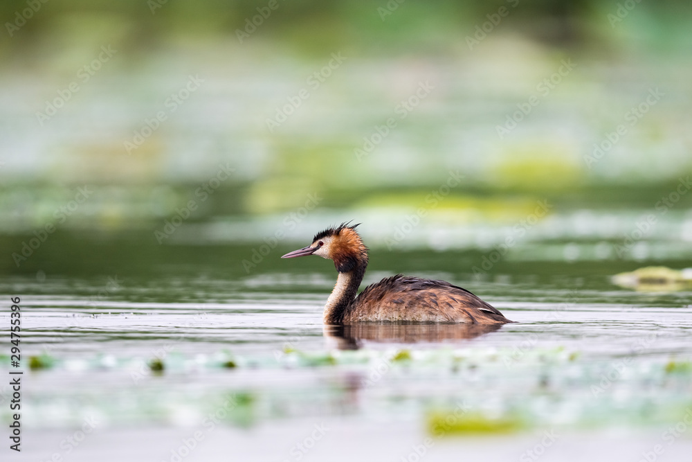 湖面上美丽的大冠grebe