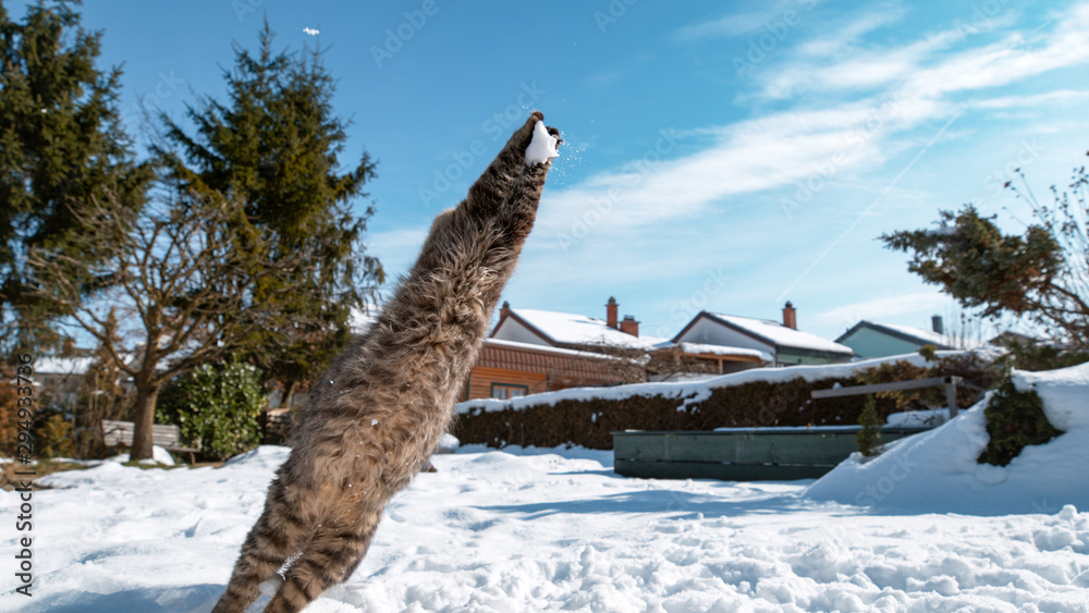 特写：可爱的猫跳了起来，伸出爪子抓着向它飞来的雪球