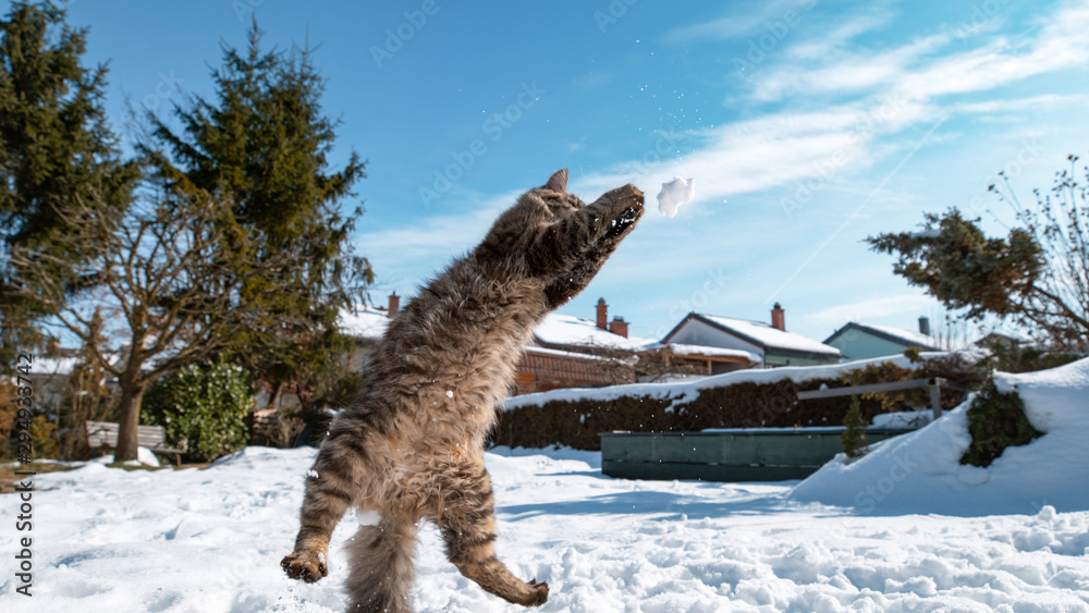 特写：一只顽皮的小猫试图用它可爱的爪子抓住一大块雪。