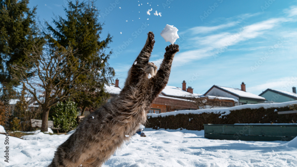 特写：在花园里玩耍的可爱的猫冲向在空中飞行的雪球。