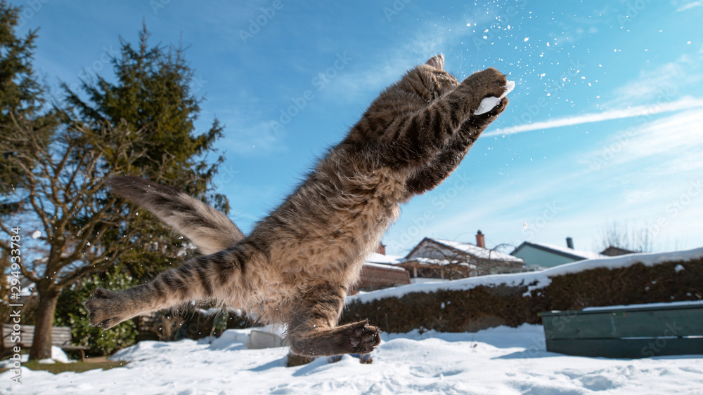 低角度：斑猫伸出爪子在半空中抓雪球。