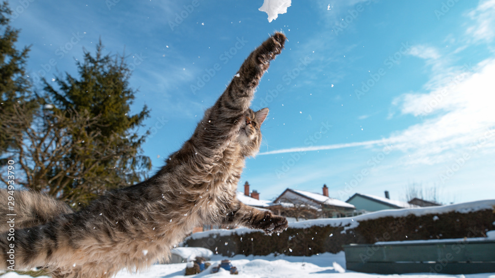 低角度：小猫在后院玩耍时试图抓住一个雪球。