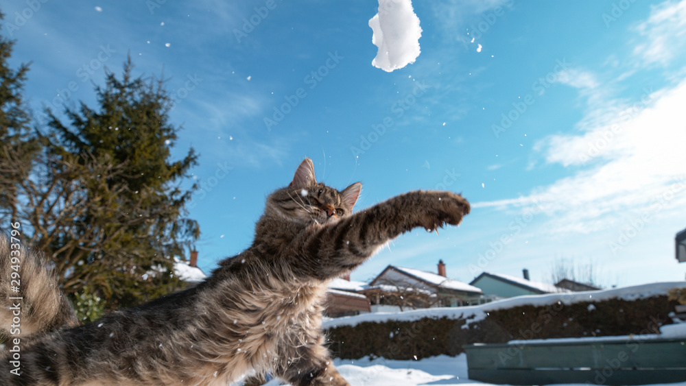 低角度：可爱的虎斑猫用爪子抓着一个在空中飞行的雪球。