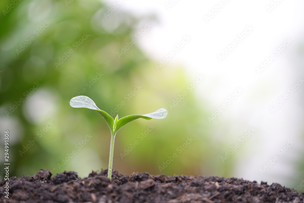 Young green sapling planting with water drop dew