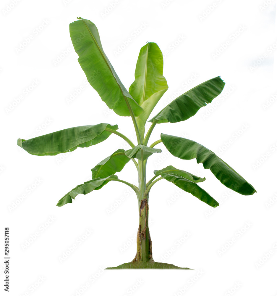 Banana tree isolated on white background