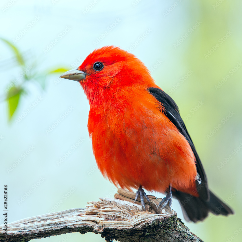 繁殖羽毛中的雄性猩红Tanager。美国俄亥俄州橡树港马吉沼泽野生动物区