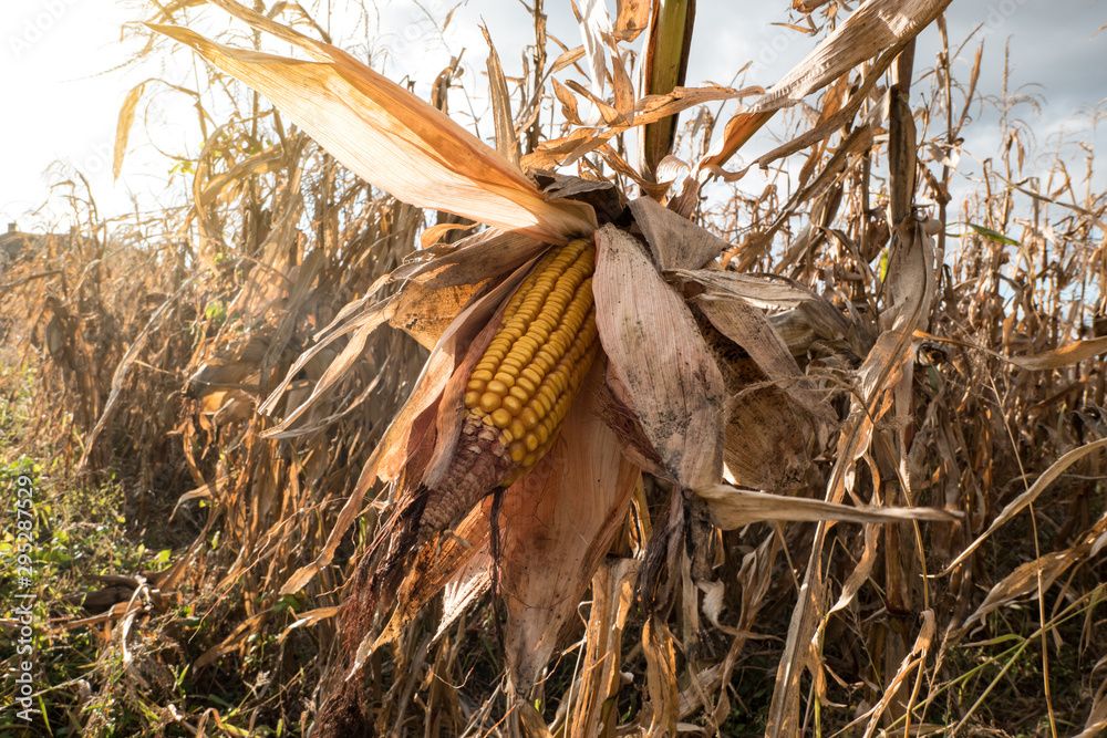 Ripe maize corn on the cob