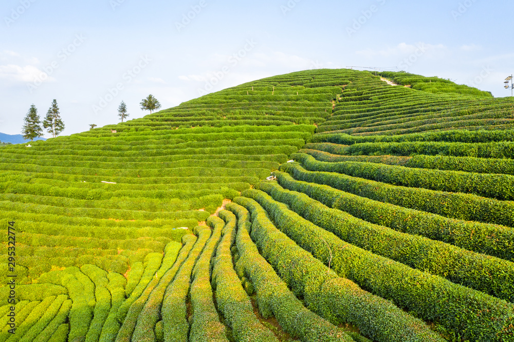 有茶园的小村庄