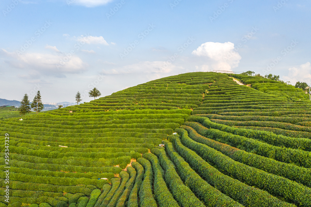 tea garden