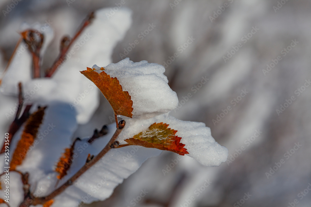 雪、霜和风把这片叶子做成了三维雕塑