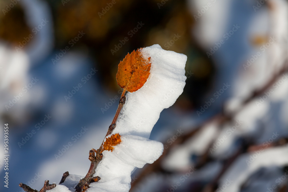 雪、霜和风把这片叶子做成了三维雕塑