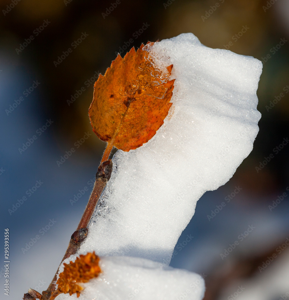 雪、霜和风把这片叶子做成了三维雕塑