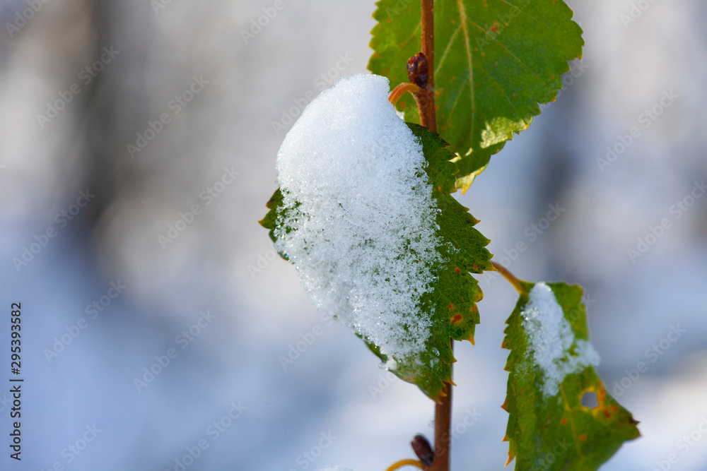 雪、霜和风把这片叶子做成了三维雕塑