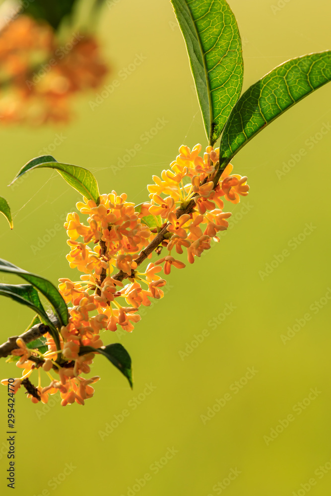 秋天桂花树上开黄桂花