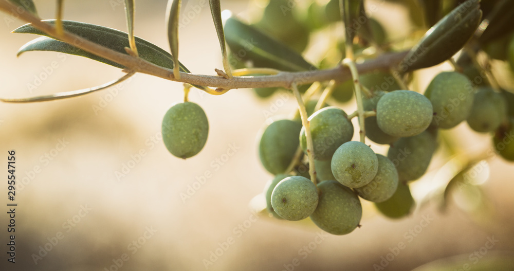 Organic Olives on a Branch, Spain