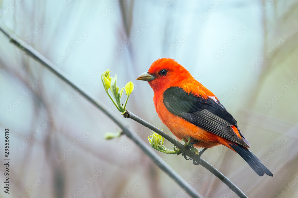 繁殖羽毛中的雄性猩红Tanager。橡树港。马吉沼泽野生动物区。俄亥俄州。美国