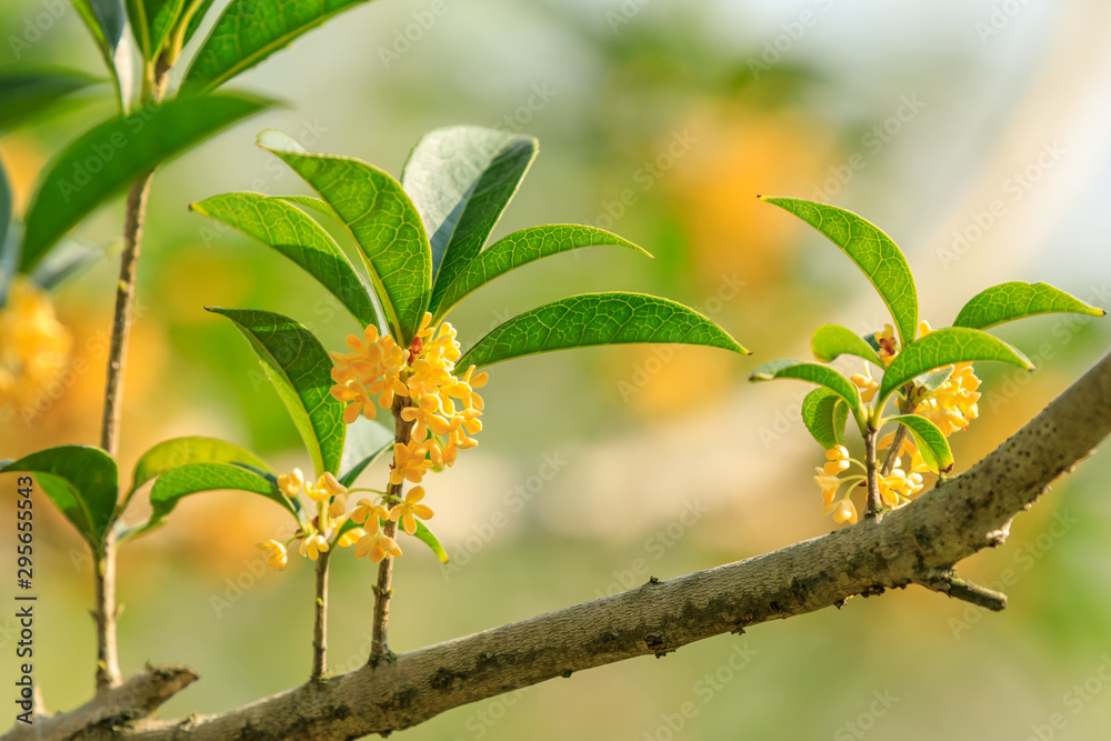 Yellow osmanthus blooming in the park