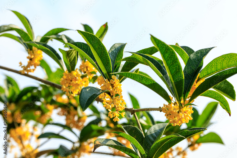 秋天桂花树上开黄桂花