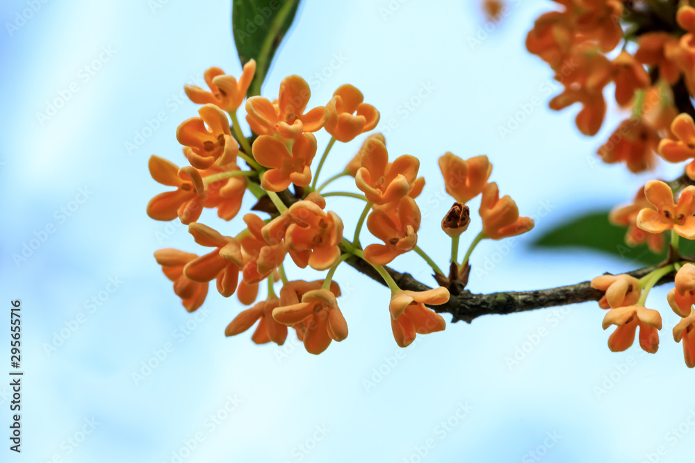 Yellow osmanthus blossoms on osmanthus tree