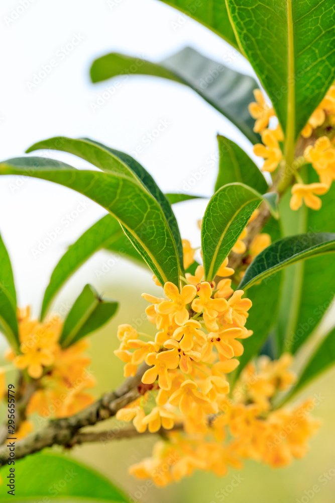 Yellow osmanthus blooming in the park