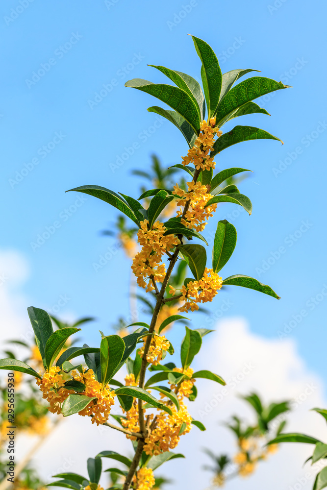 秋天桂花树上开黄桂花