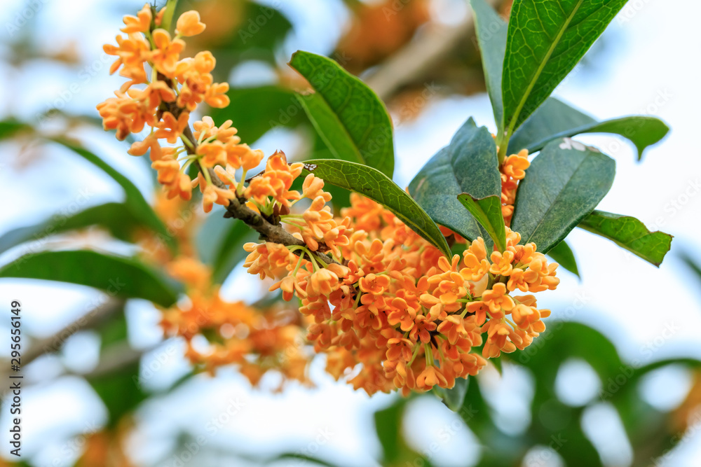 Yellow osmanthus blossoms on osmanthus tree