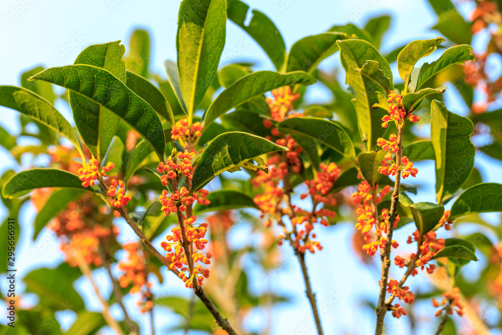 Red osmanthus blossoms on osmanthus tree in autumn