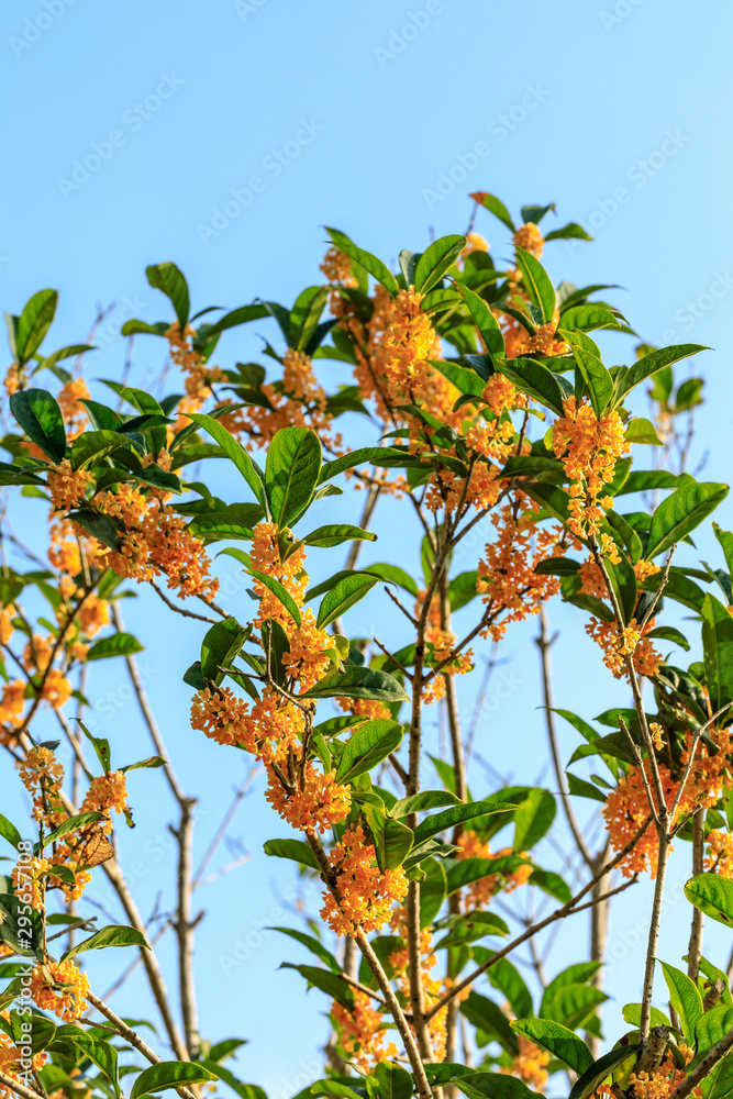 秋天桂花树上开黄桂花