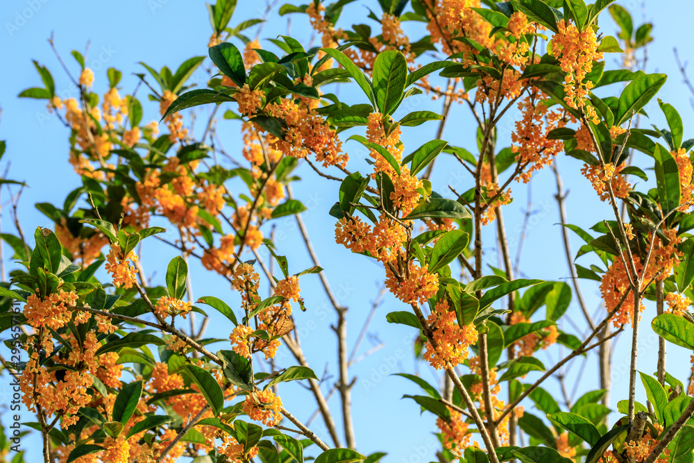 Yellow osmanthus blossoms on osmanthus tree in autumn season