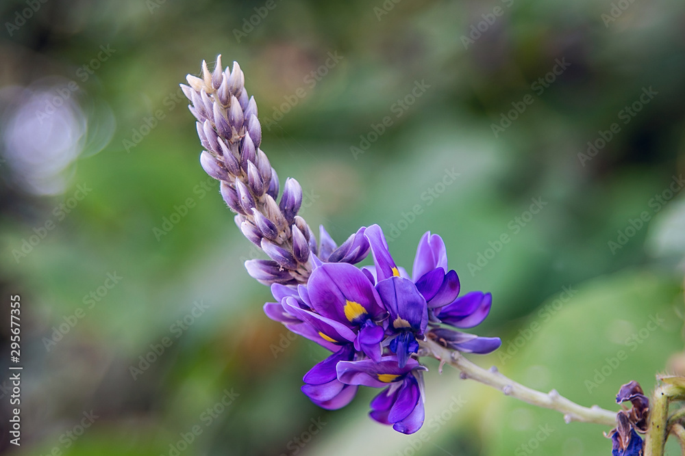 秋日盛开的紫色蔓藤花葛根花特写