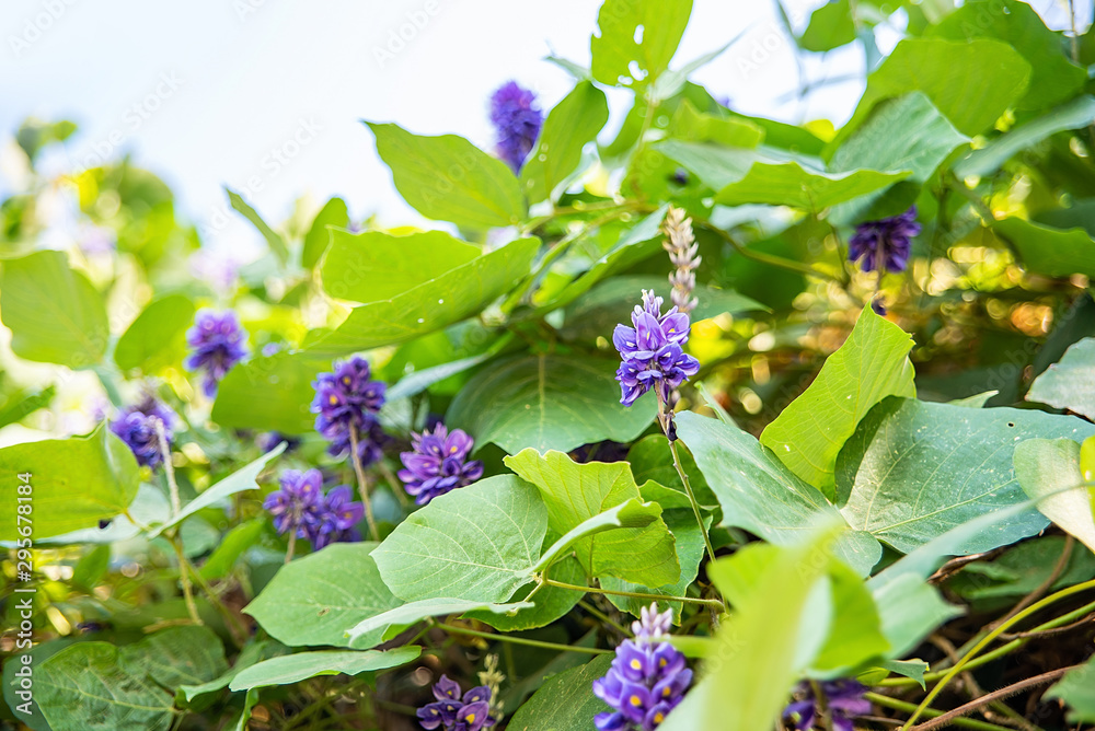 秋天盛开的紫藤花非洲菊