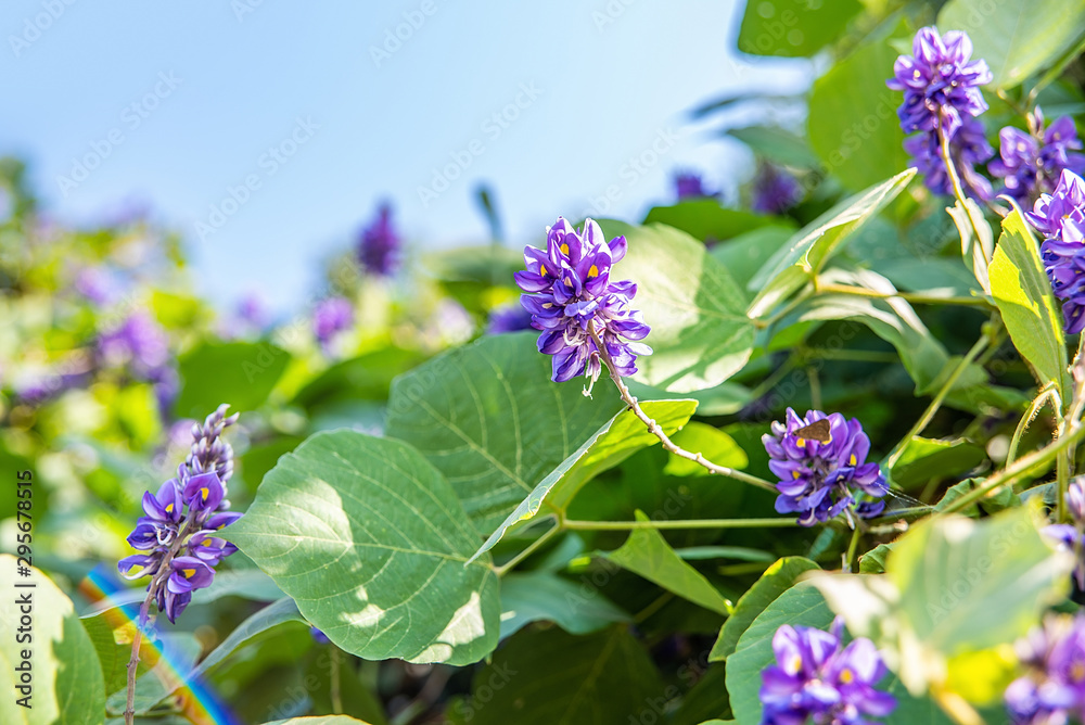 秋天盛开的紫藤花非洲菊